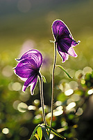 Monkshood backlit by late summer sun, Denali National Park, Alaska