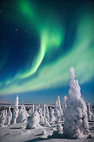 Aurora borealis over a snow loaded boreal forest of Spruce trees, interior, Alaska.