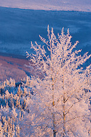 Frost covered balsam poplar tree, winter, Fairbanks, Alaska