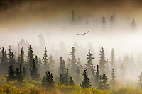 Raven flies through spruce trees in the morning fog, Denali National Park, interior, Alaska.