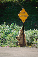 Grizzly bear scratches back and shoulders on a soft shoulder roadsign in Denali National Park.
