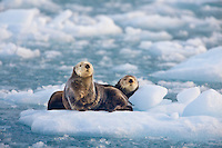 Sea otters in glacier ice, northern Prince William Sound, Alaska.