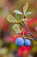 Ripe blueberry, Denali National Park, interior, Alaska.