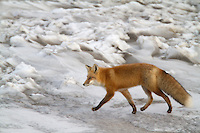 Red fox on Alaska's frozen tundra, arctic, Alaska.