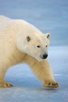 Polar bear, Barter Island, Arctic National Wildlife Refuge, Alaska