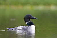 Common Loon, Flat lake, Alaska.