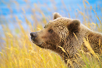 Coastal bear in Katmai National Park, Alaska