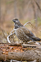 Male spruce grouse in boreal forest, arctic, Alaska.