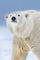 Portrait of an adult female polar bear  in the snow on an island in the Beaufort Sea on Alaska's arctic coast.