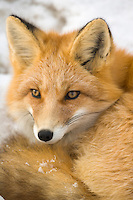 Red Fox in Alaska's Arctic, Atigun pass, Brooks range