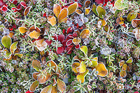 Frost on alpine bearberry, willow, and tundra vegetation, Denali National Park, interior, Alaska.