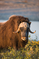 Bull Muskox, arctic coastal plains, arctic, Alaska.