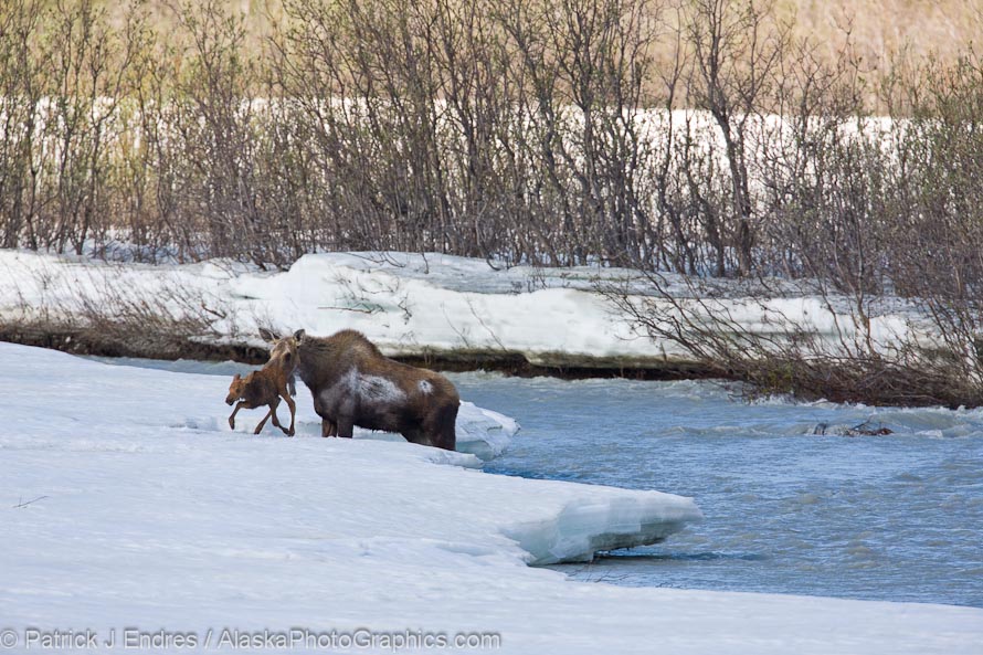 Cow moose nudges spring calf onto aufeis in the Phelan creek drainage, interior, Alaska.
