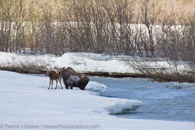 Cow moose helps calf from swift current