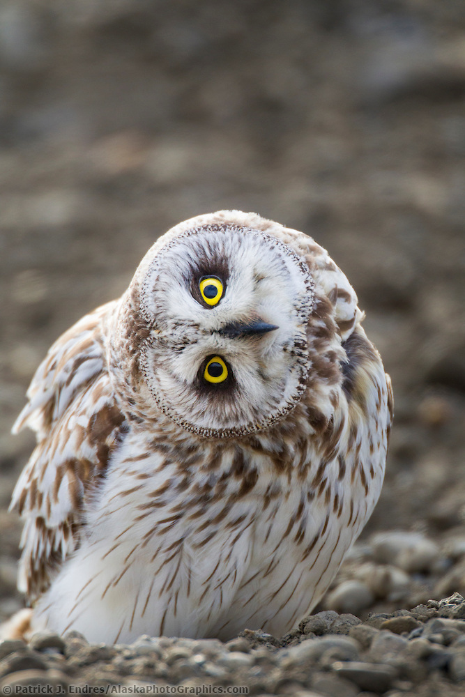 An inquisitve short-eared owl stares intently while standing on the a surface on Alaska's arctic north slope. (Patrick J. Endres / AlaskaPhotoGraphics.com)