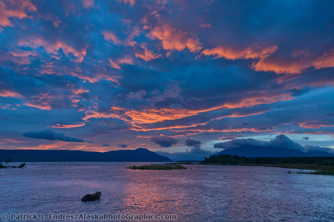 Brown bear wades in the Brooks river, morning sunrise over the Brooks river and Naknek lake, Katmai National Park, Alaska. (Patrick J. Endres / AlaskaPhotoGraphics.com)