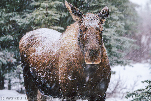 Cow moose in winter snowstorm. Denali National Park, Alaska. (Patrick J. Endres / AlaskaPhotoGraphics.com)