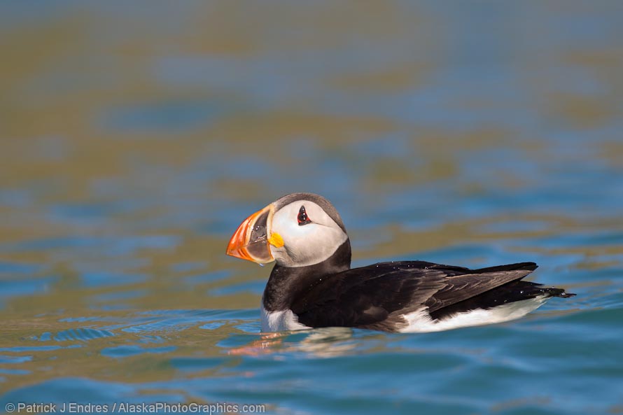 atlantic puffin