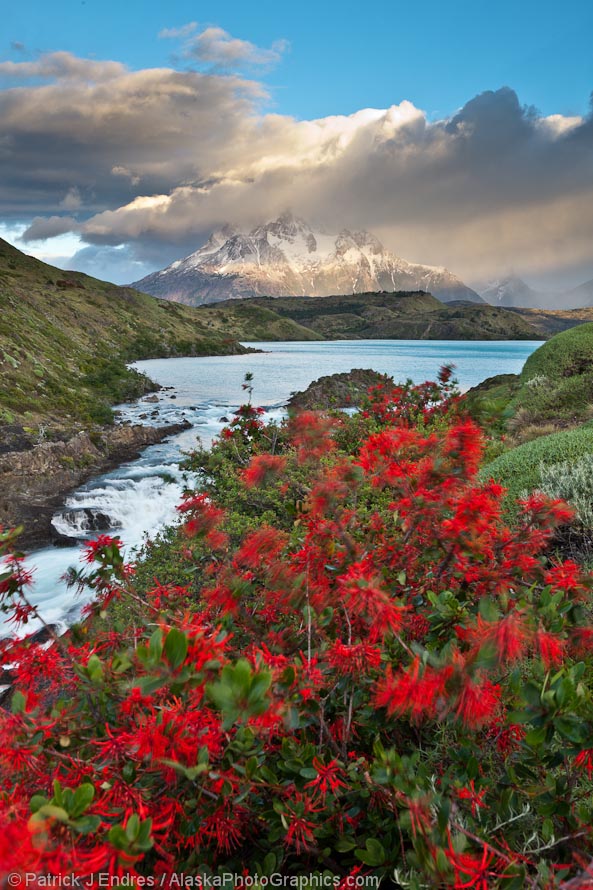 Firebush and Grande Paine, Torres del Paine National Park, Chile. Canon 5D Mark II, 24-105mm f/4L IS (32mm), 1/5 sec @ f/14, ISO 100