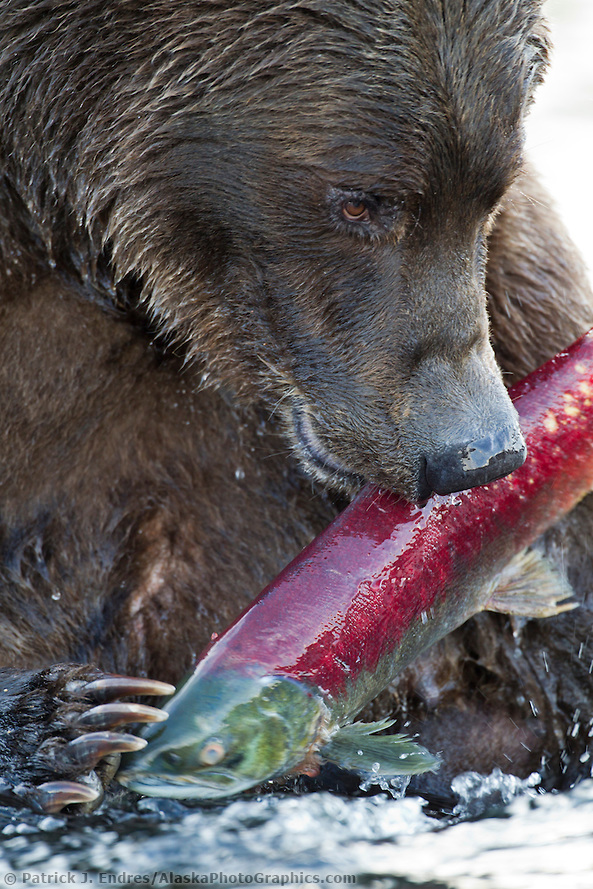 Brown bear holds a red salmon caught while fishing in the Brooks river in Katmai National Park, southwest, Alaska. (Patrick J. Endres / AlaskaPhotoGraphics.com)