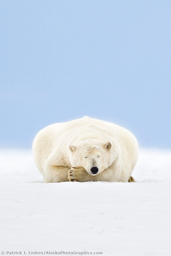 Polar bear sleeps on the snow covered arctic barrier island in Alaska's Beaufort sea (Patrick J. Endres / AlaskaPhotoGraphics.com)