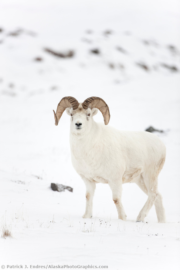 A full curl dall sheep ram stands on the snow covered tundra of Alaska's Brooks range. (Patrick J. Endres / AlaskaPhotoGraphics.com)