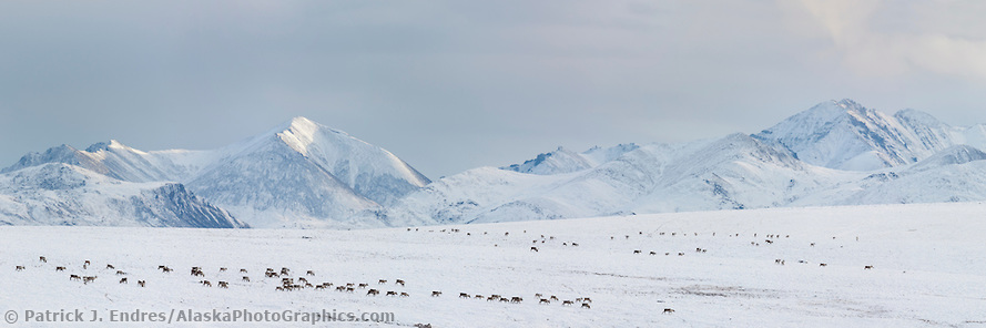 A herd of caribou migrate across the snow covered tundra in Alaska's arctic, with the Philip Smith mountains of the Brooks range in the distance. (Patrick J. Endres / AlaskaPhotoGraphics.com)