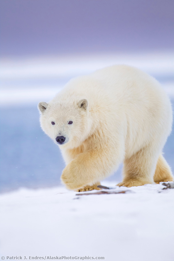 Polar bear cub walks along the snow covered shore of an island in the Beaufort Sea at dusk, Arctic National Wildlife refuge, Alaska. (Patrick J. Endres / AlaskaPhotoGraphics.com)