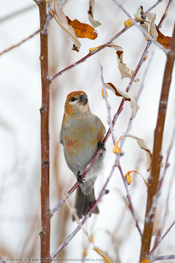 Female pine grosbeak feeds on seeds in a tree, arctic, Alaska. (Patrick J. Endres / AlaskaPhotoGraphics.com)