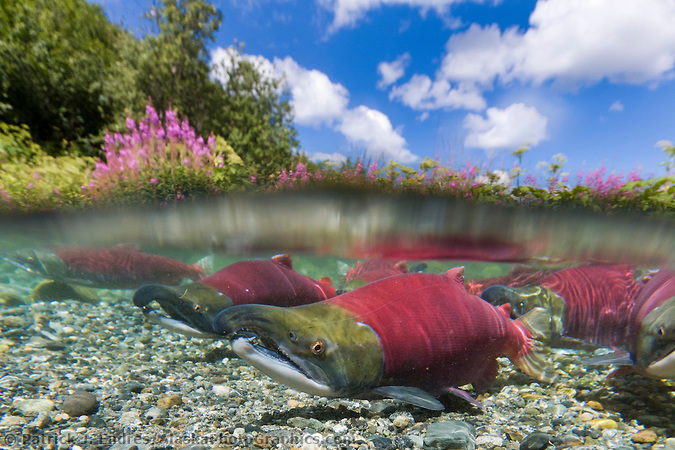 Red salmon or "sockeye" in spawning phase (red body and green head) in a small stream in the Alaska mountains. (Patrick J. Endres / AlaskaPhotoGraphics.com)