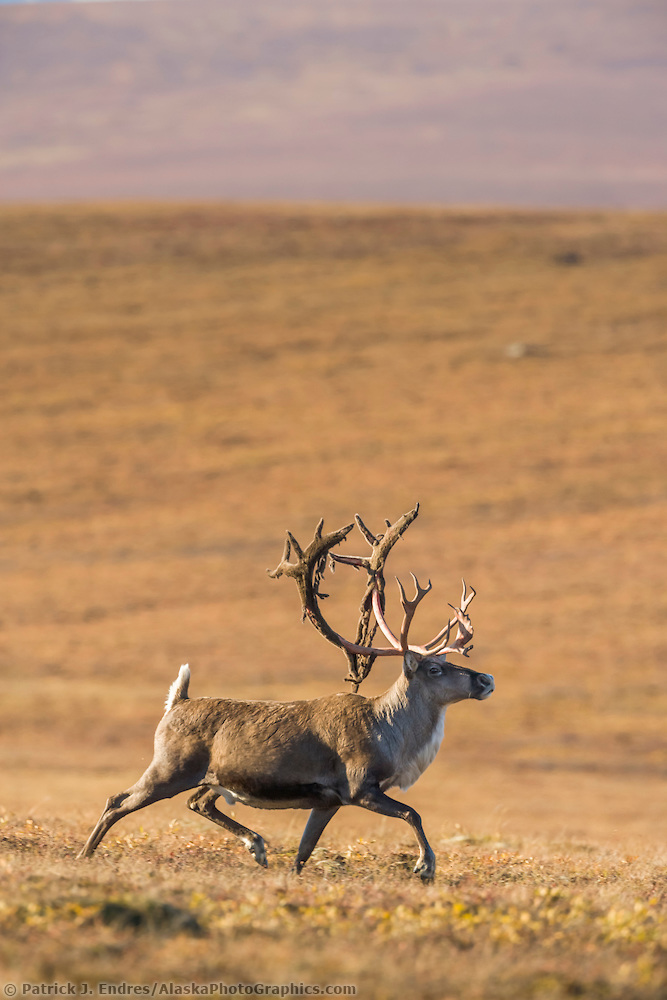 Bull caribou, rangifer tarandus, prances across the tundra north of the Brooks range, Arctic, Alaska. (Patrick J. Endres / AlaskaPhotoGraphics.com)