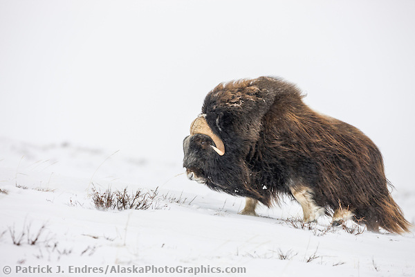 Bull muskox on the snow covered tundra of the arctic north slope, Alaska (Patrick J. Endres / AlaskaPhotoGraphics.com)