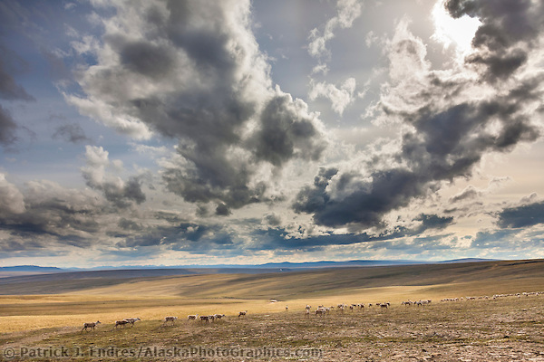 Western arctic caribou herd migrates in the Utukok uplands, National Petroleum Reserve Alaska, Arctic, Alaska. (Patrick J. Endres / AlaskaPhotoGraphics.com)