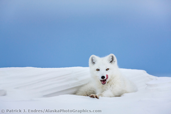 Arctic fox in white winter coat rests in a snowdrift along a lake in Alaska's arctic north slope. (Patrick J. Endres / AlaskaPhotoGraphics.com)