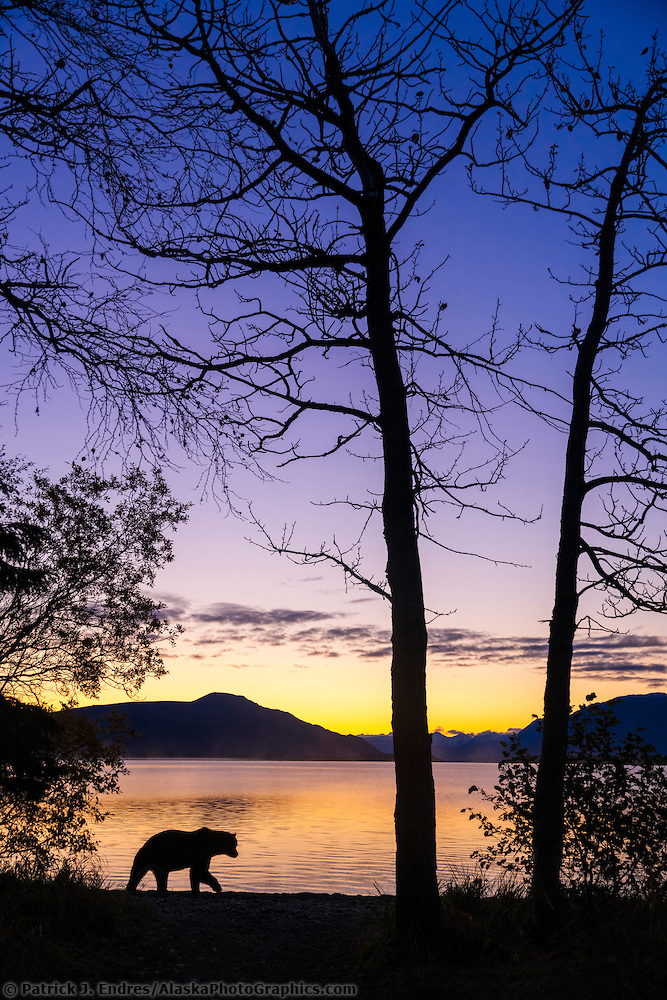 Brown bear walks along the shores of Naknek lake just before sunrise in Katmai National Park, Alaska. (Patrick J. Endres / AlaskaPhotoGraphics.com)