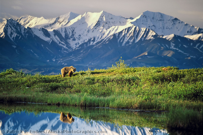 Female grizzly bear basks in the morning sun near a small tundra pond in Denali National Park, Alaska, snow covered Alaska mountain range in the distance. (Patrick J. Endres / AlaskaPhotoGraphics.com)