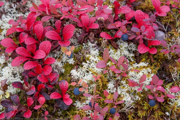 Bearberry and blueberry