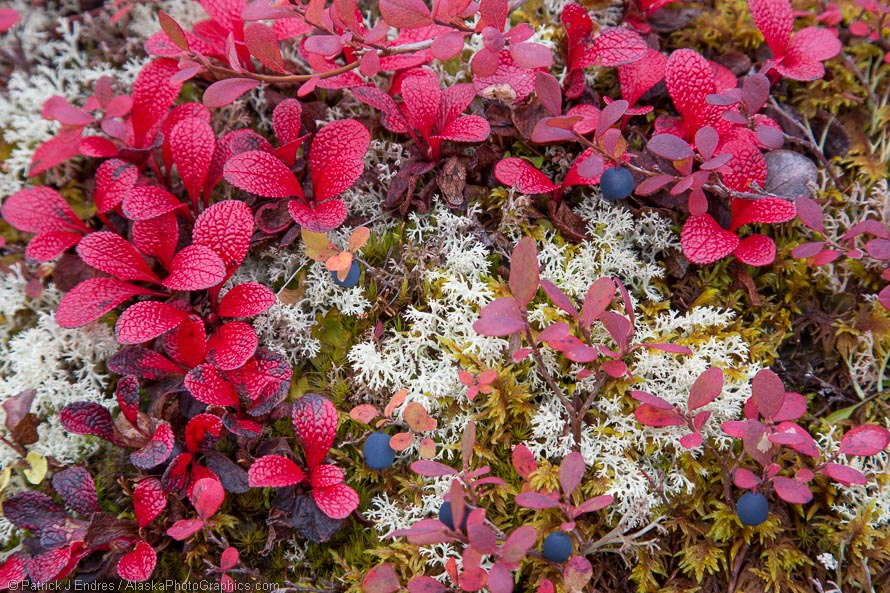 Bearberry and blueberry