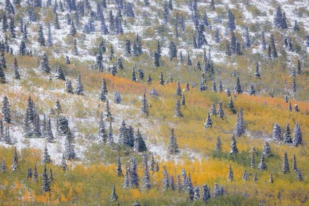First snowfall in boreal forest