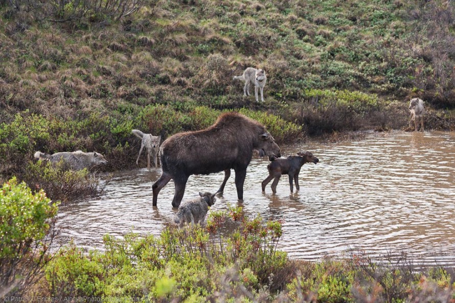 Moose defends calf from attacking wolves