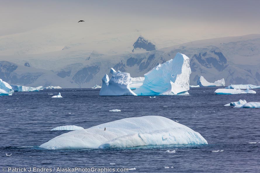 Antarctic Solitude - AlaskaPhotoGraphics