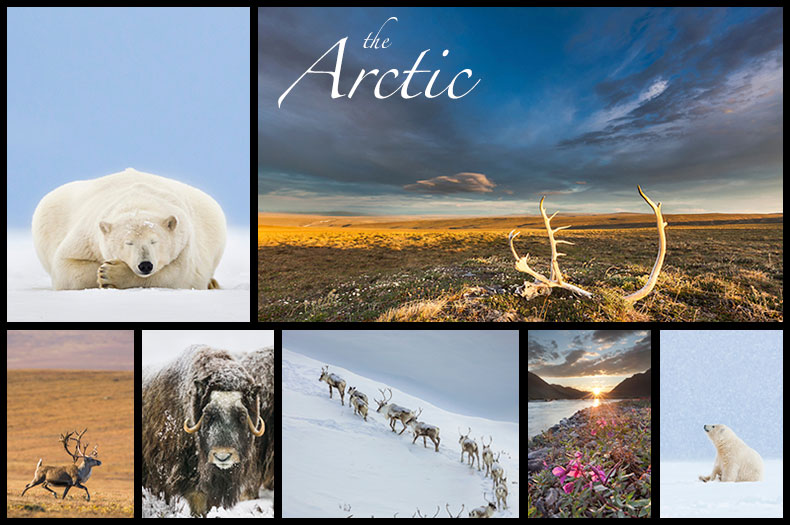 Arctic Photos