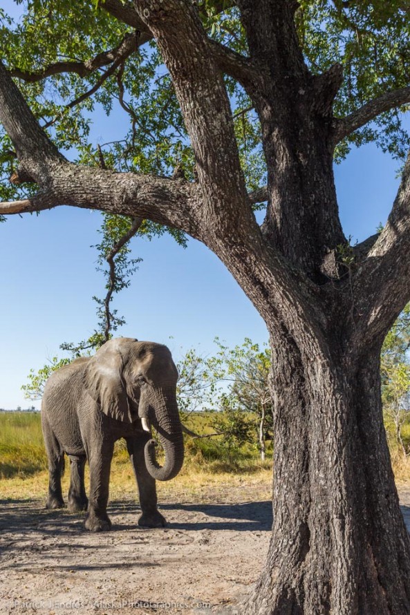 Elephant under Jackalberry tree - AlaskaPhotoGraphics