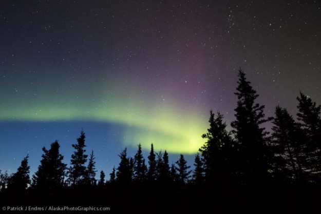 Aurora borealis and spruce trees