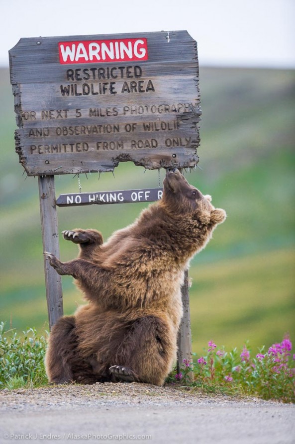 Grizzly bear scratches on sign in Sable Pass, Denali National Park. Canon 1Ds Mark II, 500mm f/4L IS, 1/400 @ f/4, ISO 400.