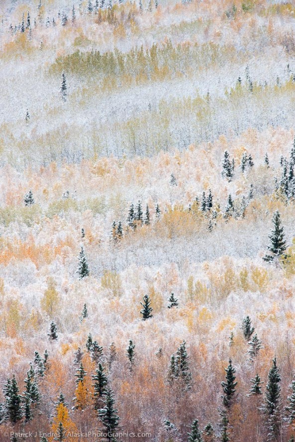 Early snowfall in the boreal forest in the hills surrounding Fairbanks