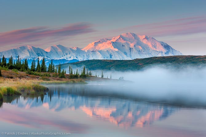 Trumpeter swan swims amidst the morning fog over the calm waters of Wonder lake at sunrise, Mt McKinley looms in the distance, Denali National park, Alaska.
