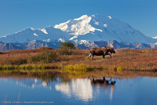 Bull moose reflection in a small kettle pond with the summit of Mt McKinley in the distance, Denali National Park, Alaska.