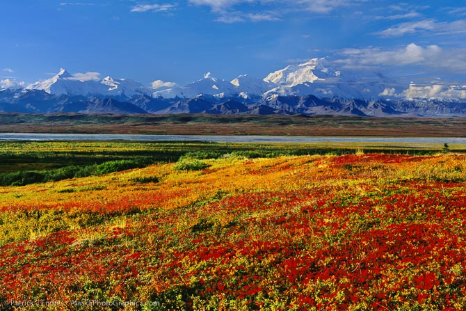 Crimson red bearberry, north face of 20, 3020+ ft. Mt. McKinley (locally called Denali) autumn tundra and McKinley river bar, Denali National Park, Alaska.