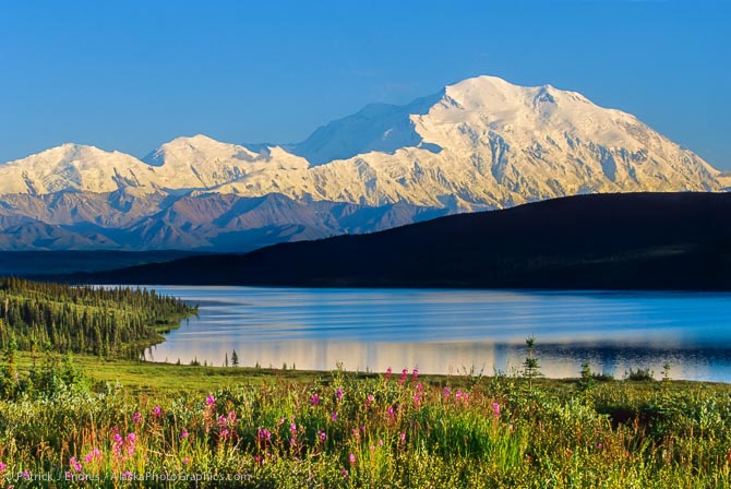 Summer landscape of Mt. McKinley, Wonder lake, fireweed, Denali National Park, Alaska